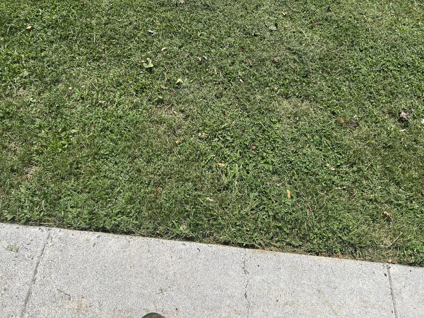 Clean edging along the sidewalk